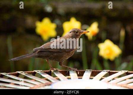 Eine weibliche Blackbird in einem Garten, Chipping, Preston, Lancashire, Großbritannien Stockfoto