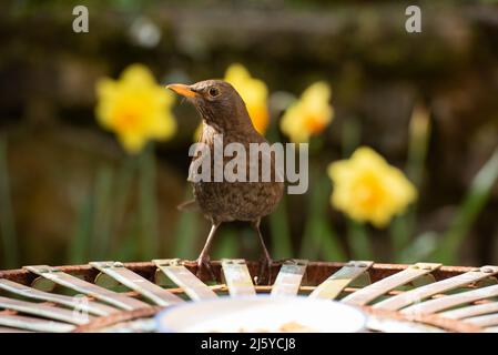 Eine weibliche Blackbird in einem Garten, Chipping, Preston, Lancashire, Großbritannien Stockfoto