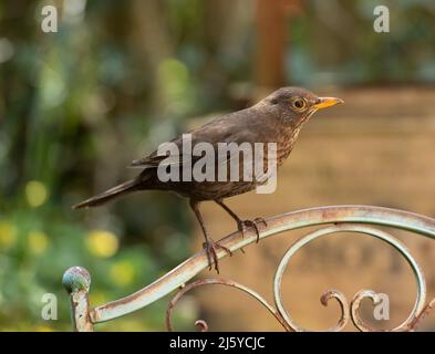 Eine weibliche Blackbird in einem Garten, Chipping, Preston, Lancashire, Großbritannien Stockfoto