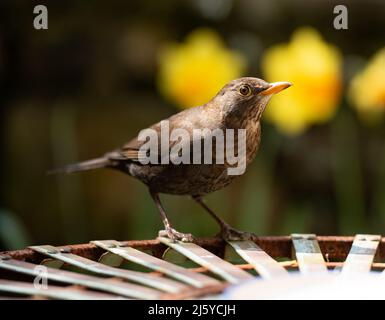 Eine weibliche Blackbird in einem Garten, Chipping, Preston, Lancashire, Großbritannien Stockfoto