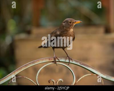 Eine weibliche Blackbird in einem Garten, Chipping, Preston, Lancashire, Großbritannien Stockfoto