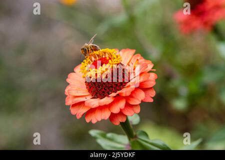 Schöne lachsfarbene Blume von Oklahoma Lachs Zinnia (Zinnia elegans) blüht in einem Hausgarten mit einer westlichen Honigbiene (APIs mellifera). Stockfoto