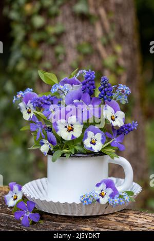 Bouquet von violetten Viola Blumen, Traubenhyazinthen und kleine Periwinkle in Tasse Stockfoto