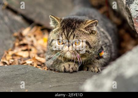 Eine niedliche, braun gestromte exotische Kurzhaar-Rasse von Katzen, die auf einem grauen Stein sitzen, hat Angst vor Reisen im Freien und schaut sich mit Schrecken um Stockfoto