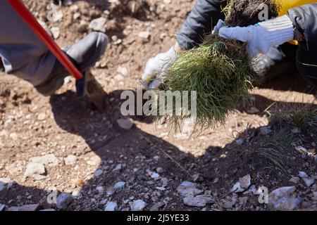 Weibliche Hand sprießen wilde Pine Tree in Front in der Natur grüner Wald. Tag der Erde Umwelt Konzept zu speichern. Wachsende Sämling forester Pflanzen Stockfoto