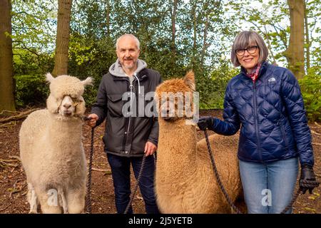 Reifes kaukasisches Paar, das mit 2 Huacaya-Alpakas in einem britischen Holz posiert. Stockfoto