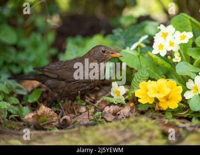 Eine weibliche Blackbird in einem Garten, Chipping, Preston, Lancashire, Großbritannien Stockfoto