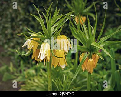 Krone kaiserliche Fritillaria imperialis Lutea Maxima gelbe Blüten Stockfoto