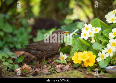 Eine weibliche Blackbird in einem Garten, Chipping, Preston, Lancashire, Großbritannien Stockfoto