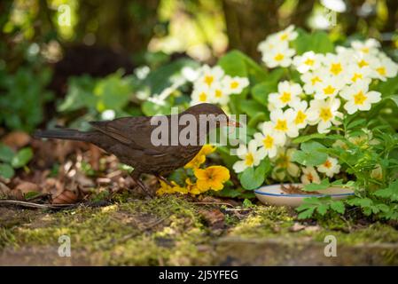 Eine weibliche Blackbird, die getrocknete Mehlwürmer frisst, Chipping, Preston, Lancashire, Großbritannien Stockfoto