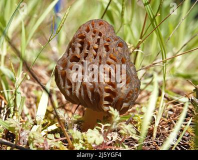 Ein Morchelpilz einer der erlesenen Speisepilze, der in einem gemäßigten Regenwald in den Cascade Mountains von Oregon wächst. Stockfoto