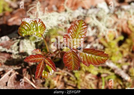 Die leuchtend grünen und rötlichen Blätter der pazifischen oder westlichen Gifteiche (Toxicodendron diversilobum), die in einem gemäßigten Regenwald im Westen wächst Stockfoto