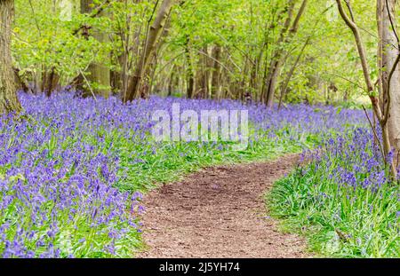 Ein Teppich aus Bluebells im Wald ( Dockey Wood ) auf dem Ashridge Estate in Buckinghamshire. Stockfoto