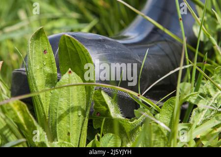 Im Frühjahr lauern wieder Zecken im Gras. Während der Wanderung wird schnell eine Zecke vom Hosenbein abgewischt. Beim Wandern Gummistiefel tragen. Stockfoto