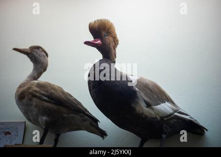 Realistisches ausgestopftes Wildtier im Museum Stockfoto