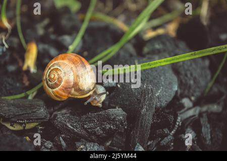 Die Süße Schnecke Läuft Auf Den Kohlen. Stockfoto