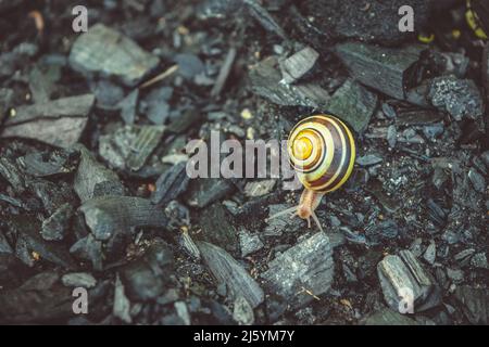 Die Süße Schnecke Läuft Auf Den Kohlen. Stockfoto