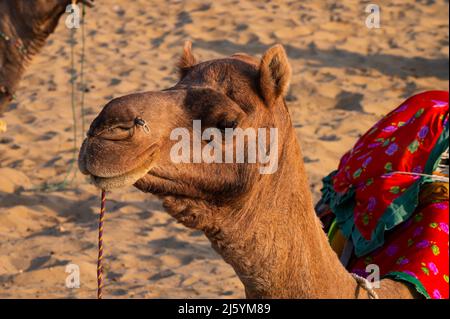 Porträt eines Kamels, Gesicht während der Erwartung für Touristen auf Kamelritt in der Wüste Thar, Rajasthan, Indien. Kamele, Camelus dromedarius, sind Wüstentiere. Stockfoto