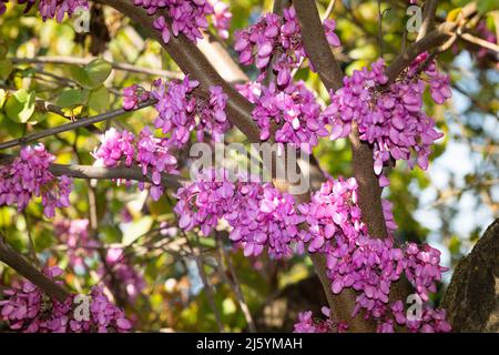 Italien, die Lombardei, Judas Tree verzweigt sich in Blossom Stockfoto