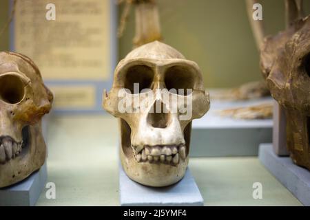 Schädel eines alten Affen in einem Naturmuseum Stockfoto