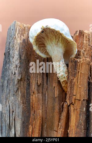 Schläferpilz oder schuppiger Sägezahn (lateinisch Neolentinus lepídeus) Stockfoto