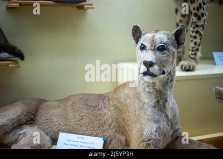 Realistisches ausgestopftes Wildtier im Museum Stockfoto