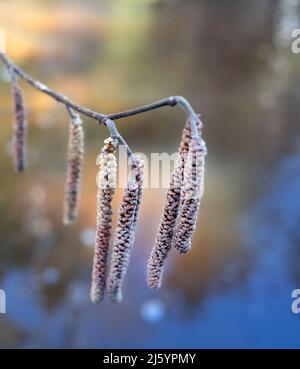 Corylus avellana, die Hasel-Kätzchen aus nächster Nähe Stockfoto