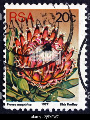 SÜDAFRIKA - UM 1977: Eine in Südafrika gedruckte Marke zeigt Queen Sugarbush, Protea Magnifica, Flowering Strauch, um 1977 Stockfoto