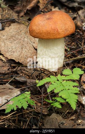 Wildtiere in Europa - essbare und ungenießbare Pilze, die im Wald wachsen. Stockfoto