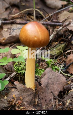 Wildtiere in Europa - essbare und ungenießbare Pilze, die im Wald wachsen. Stockfoto