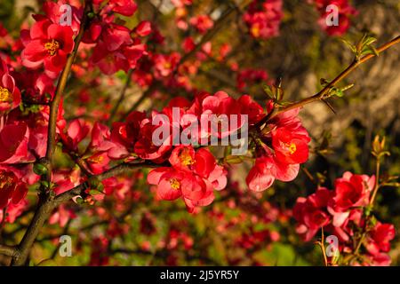 Blumen von Chaenomelen im Frühling im Garten. Nahaufnahme Stockfoto