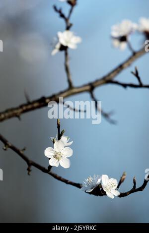 Blühender Zweig des Aprikosenbaums Stockfoto