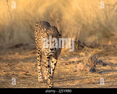 Leopard im natürlichen Lebensraum wandert durch die Savanne. Gesehen auf Wildfahrten in Südafrika. Nahaufnahme. Stockfoto