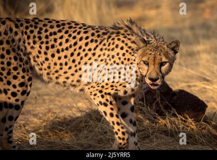 Leopard im natürlichen Lebensraum wandert durch die Savanne. Gesehen auf Wildfahrten in Südafrika. Nahaufnahme. Stockfoto