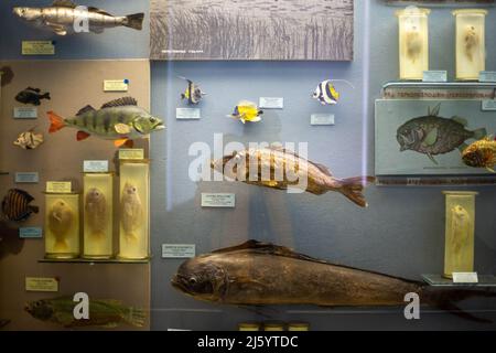 Realistisches ausgestopftes Wildtier im Museum Stockfoto