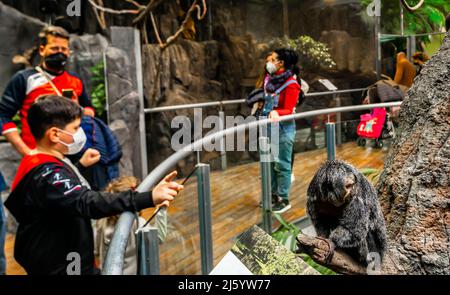 Kinder Kinder in Gesichtsmasken mit dem Faultier von South Linné oder dem Faultier von South Linné (Choloepus didactylus) Park of Science Zoo, Granada Stockfoto