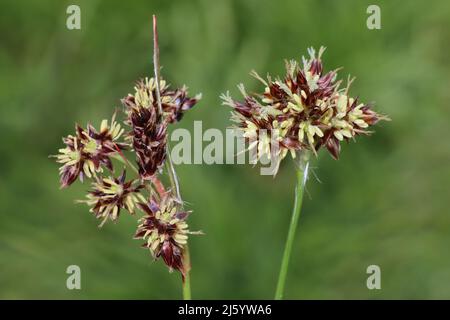 Feld Wald-Rush Luzula campestris Stockfoto