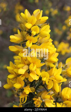 Gemeinsamen Gorse Blüten Ulex europaeus Stockfoto