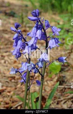 Spanisch Bluebell Hyacinthoides hispanica Stockfoto