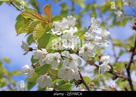 Die Blüte der wilden Kirsche Prunus avium Stockfoto