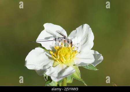 Weibliche parasitäre Wespe der Unterfamilie Banchinae. Familie Ichneumonwespen, Ichneumonidae. Mit einem langen Ovipositor. Blume der Erdbeere (Fragaria) Stockfoto