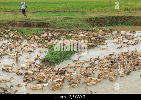 Sunamganj, Bangladesch. 20. April 2022. Ein Landwirt füttert Enten in Tanguar Haor. Die Entenzucht wird bei den Bauern in Teilen Bangladeschs, einschließlich des Sunamganj-Bezirks, eines von Feuchtgebieten übersäten nordöstlichen Bezirks, immer beliebter. (Bild: © MD Manik/SOPA Images via ZUMA Press Wire) Stockfoto