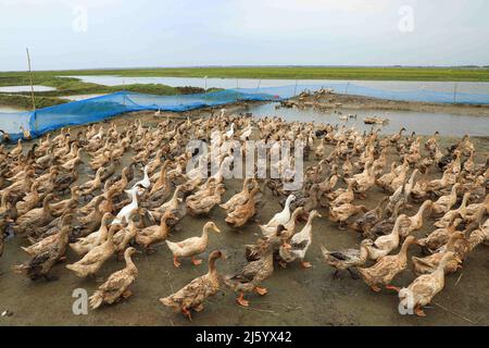 Sunamganj, Bangladesch. 20. April 2022. Eine Herde Enten in Tanguar Haor, Sunamganj. Die Entenzucht wird bei den Bauern in Teilen Bangladeschs, einschließlich des Sunamganj-Bezirks, eines von Feuchtgebieten übersäten nordöstlichen Bezirks, immer beliebter. (Bild: © MD Manik/SOPA Images via ZUMA Press Wire) Stockfoto