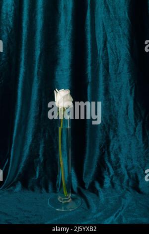 Weiße Rose auf einem weißen Tisch vor dem Hintergrund eines blauen Vorhangs im Retro-Stil Stockfoto