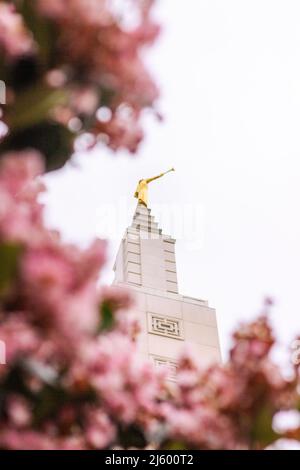 Blüten im Tempel der Kirche Jesus Christus der Heiligen der letzten Tage in Los Angeles, Kalifornien Stockfoto