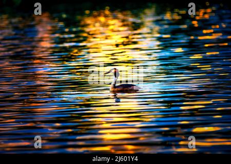 Große Haubentaucher in wunderschönen Sonnenuntergang Licht auf einem bunten See Stockfoto