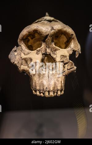 Adulter männlicher Schädel von Paranthropus boisei oder Australopithecus bosei. Auch genannt OH 5, Zinj, lieber Junge, Nussknacker Mann. Das National Archaeological Stockfoto