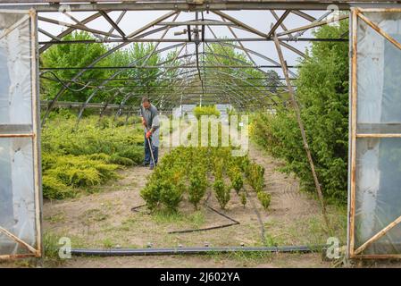 Ein Gewächshaus der landwirtschaftlichen Forschungsstation in Oleschky (ehemals Tsiurupynsk), Gebiet Cherson, Ukraine Stockfoto