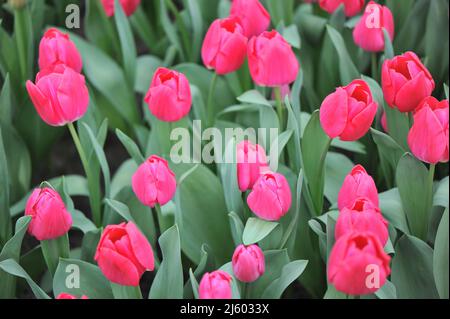 Pink Triumph Tulpen (Tulipa) im März blüht der High Ball in einem Garten Stockfoto