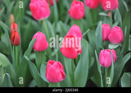 Pink Triumph Tulpen (Tulipa) im März blüht der High Ball in einem Garten Stockfoto